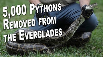 5,000 Pythons Removed from The Everglades