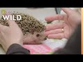 A Hedgehog with Abscessed Teeth | Dr. T, Lone Star Vet