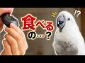 パパが黒ゴマまんじゅうを食べた瞬間、ゆきまる氏がまさかの…