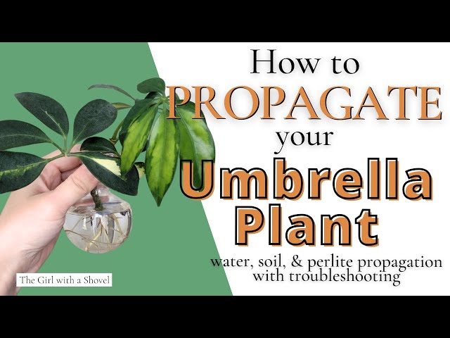Umbrella Plant Propagation 101 | Water Propagation, Soil Propagation,  Troubleshooting & More! - YouTube