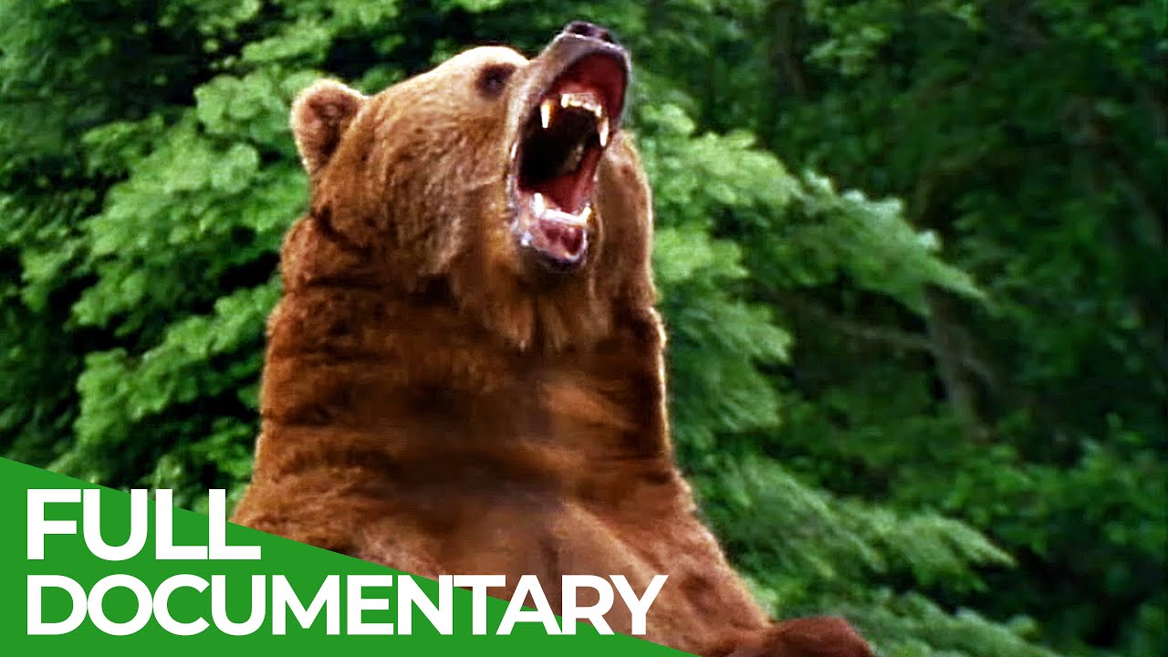 The Strongest | Wild Ones | Episode 1 | Free Documentary Nature