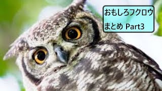 【面白 フクロウ】おもしろフクロウ動画まとめ！#3【かわいい】