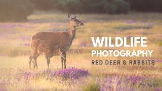 RED DEER PHOTOGRAPHY |  Behind the scenes with a wildlife photographer.