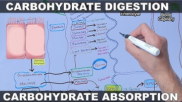 Digestion and Absorption of Carbohydrates