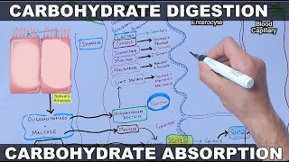 Digestion and Absorption of Carbohydrates