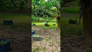 রজশহ আম বগন