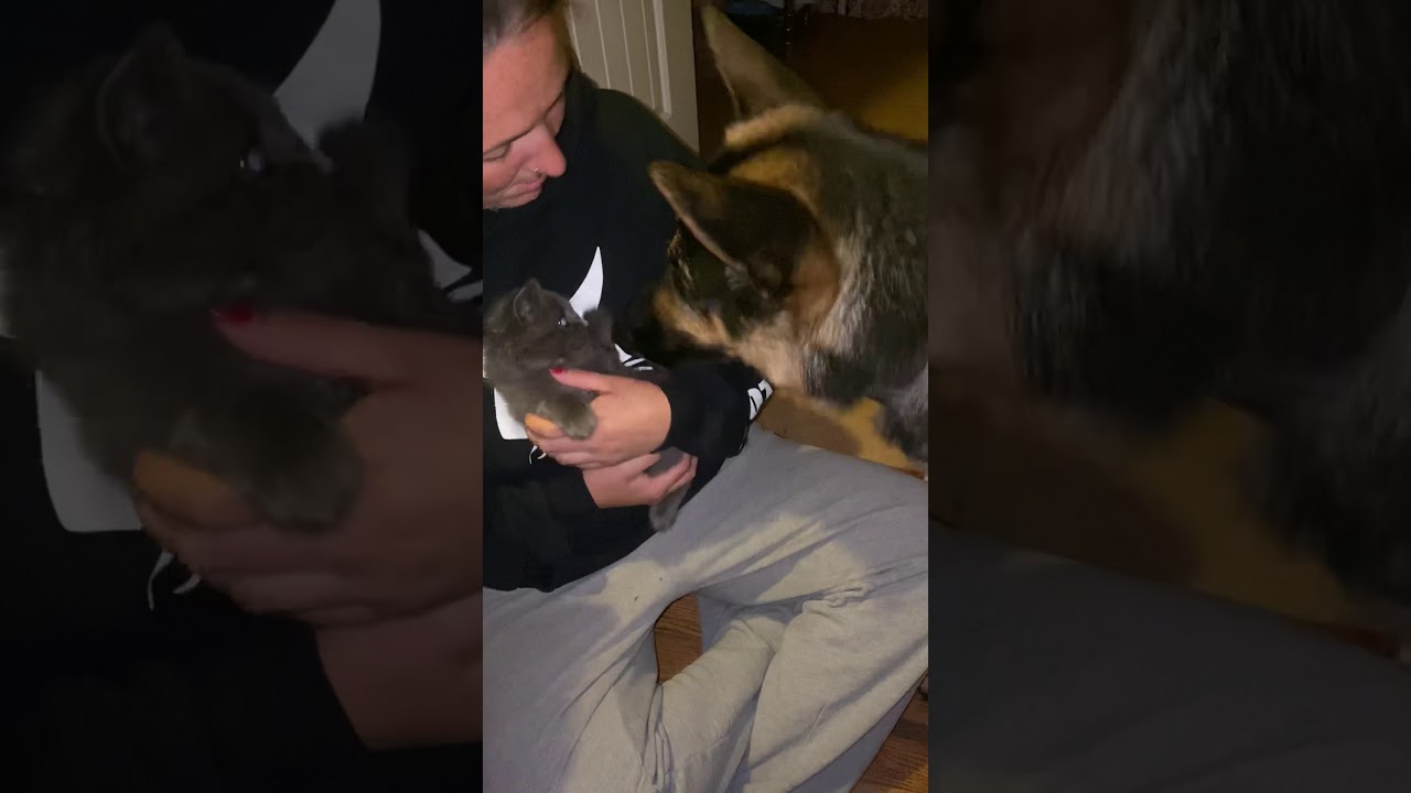 Cat and dog attack YouTube
