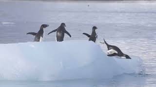 Zodiac Cruise around Hope Bay Antarctica by Laura and Cory Jurica 47 views 2 months ago 7 minutes, 20 seconds