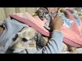 野良子猫ろく 毛布をシェアする犬と子猫とおじさん
