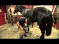 U.S. Army farrier Charles Morrison shoes a horse