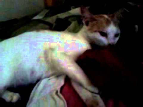 Kucing jilat tangan 3 YouTube