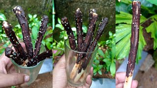 Chocolate pocky sticks കഴിച്ചിട്ടുണ്ടോ chicolate biscuit sticks without oven shorts foodstagram