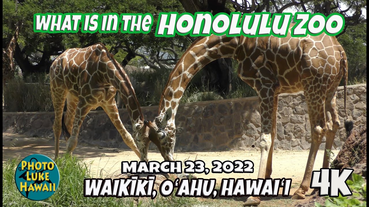 What is in the Honolulu Zoo March 23, 2022 Oahu Hawaii Things to Do with  your Children in Hawaii - YouTube