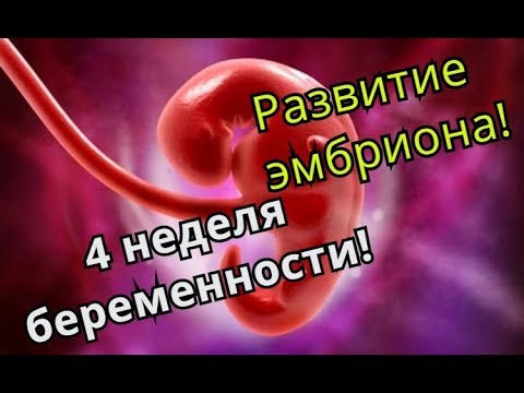 Как Выглядит Беременность 4 Недели Фото