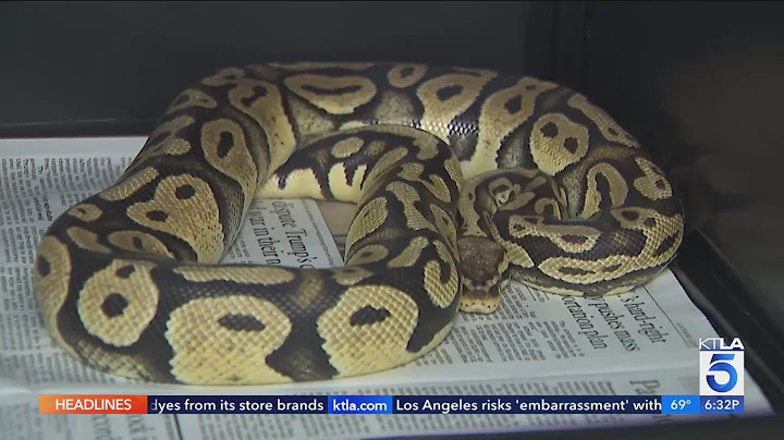 Python found at Southern California In-N-Out reunited with owner