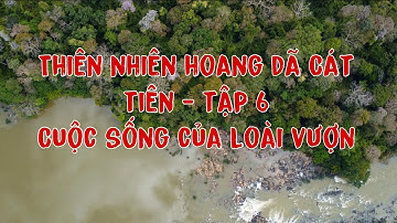 Thiên nhiên hoang dã Vườn quốc gia Cát Tiên-Tập 6. Cuộc sống của Loài Vượn.The yellow-cheeked gibbon