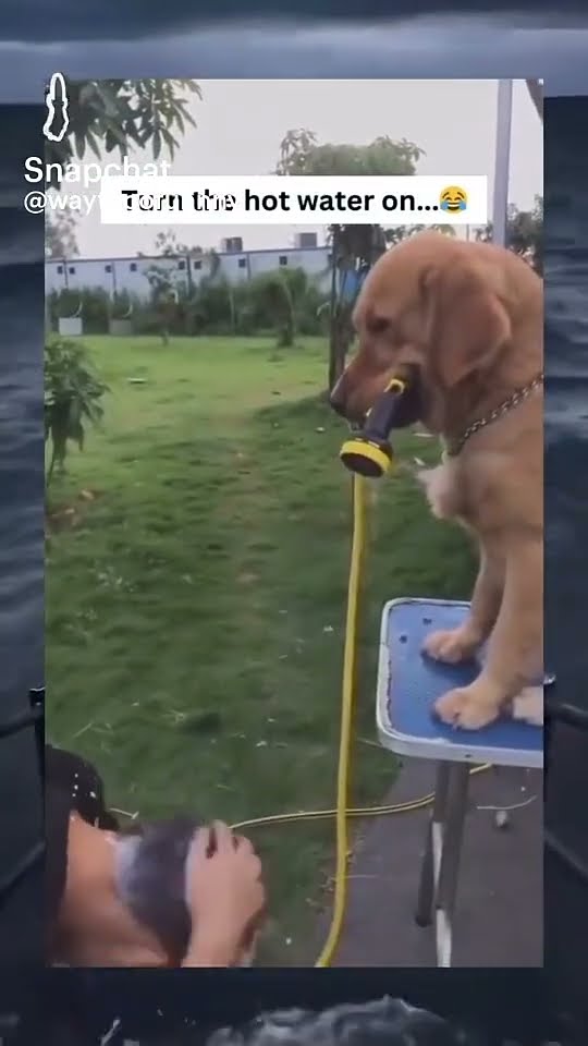 The Dog Started Peeing YouTube The Dog Started Peeing YouTube
