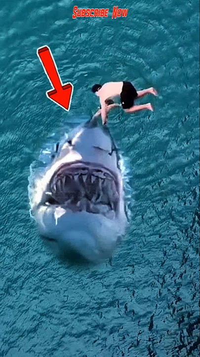 Gawat‼️melompat diatas ikan hiu megalodon #shorts #viralvideo #trending