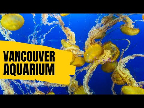 Vídeo: O Aquário de Vancouver: O Guia Completo