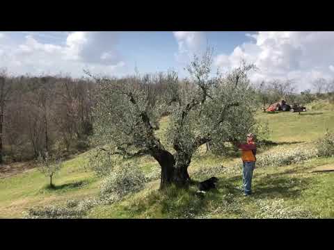 Pruning the Olive Trees - Podere Vallescura