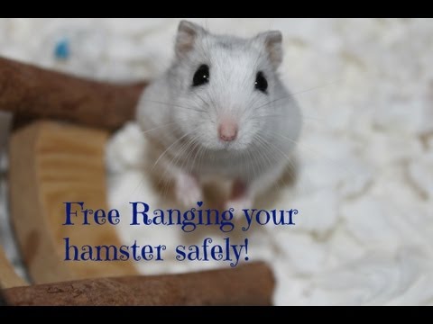 How to Free-range your hamster safely | HamsterHorsesandCats