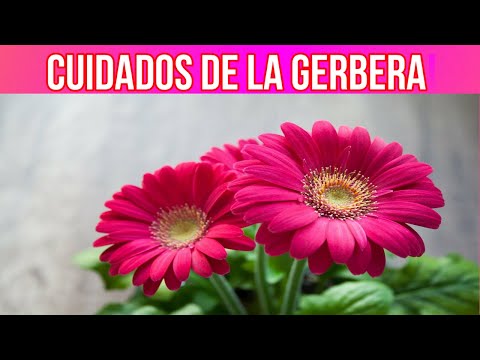 Vídeo: Cuidado Gerbera Em Casa