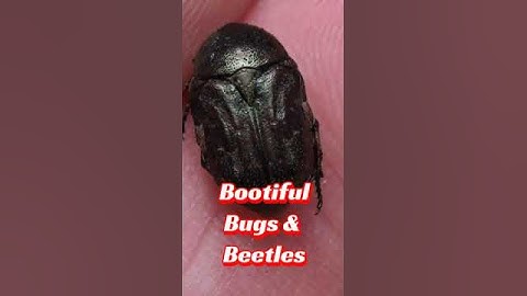 Stink Bugs! Beetles! Collecting Bugs and Insects! #natureshorts 😀🐜🪲