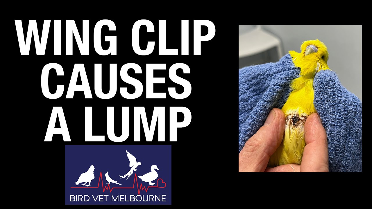 Photo inspiration: Picture Idea: Help Budgie S Wing Clip Causes A Lump