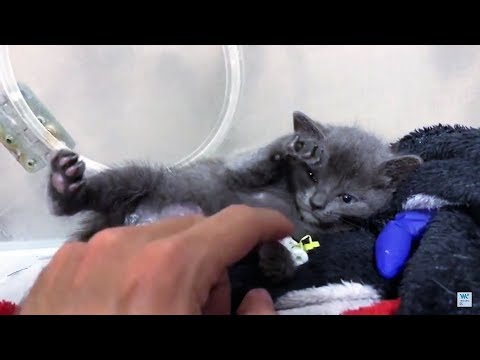 Vídeo: Hematoma De Gat - Cat Seroma - Hematoma Auditiu En Gats