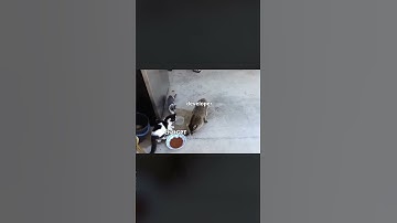 Chat GPT Code 😂 #shorts #shortsvideo #shortvideo #viral #viralvideo #viralshort  #memes #codingmemes