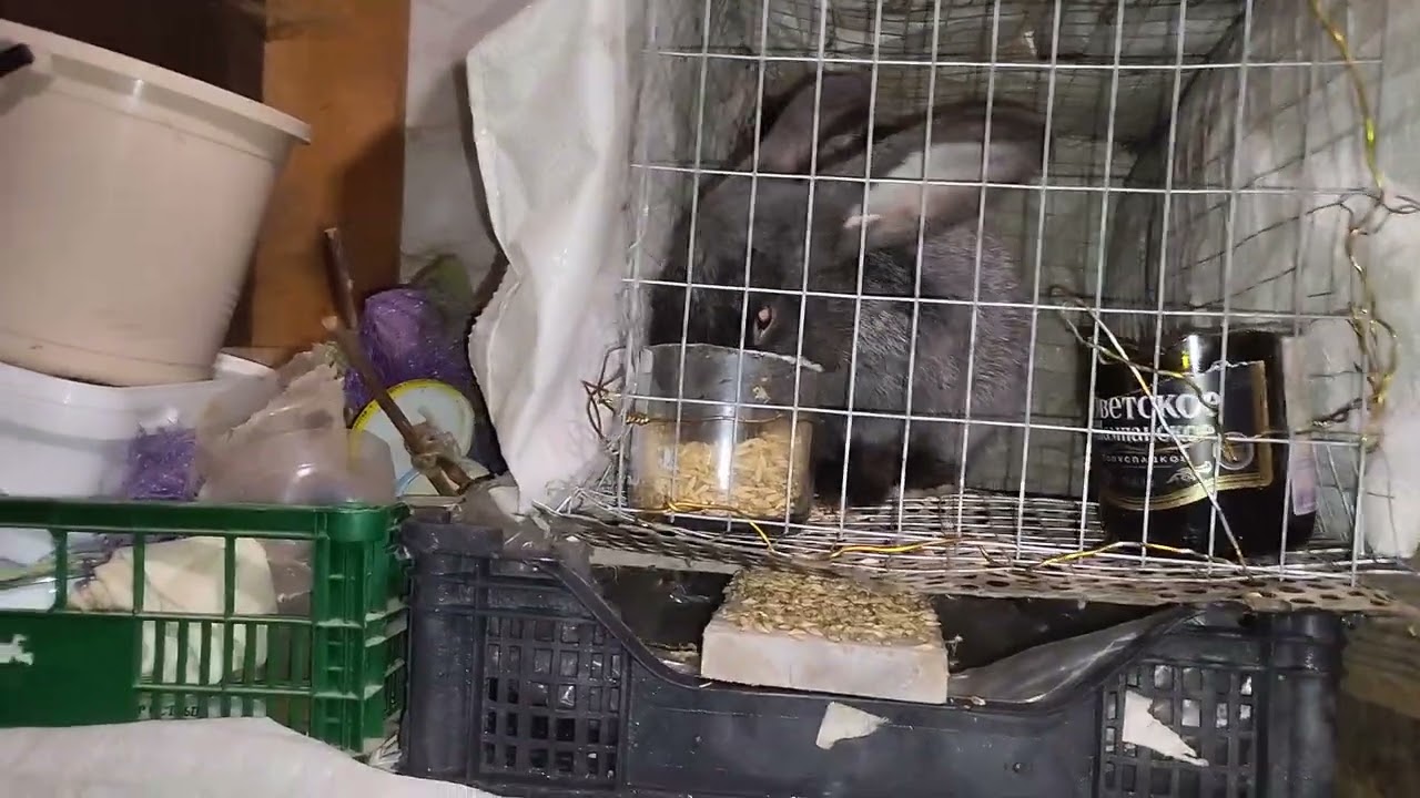 ТАЙНА РАСКРЫТА / ДОЛГО МОЛЧАЛ