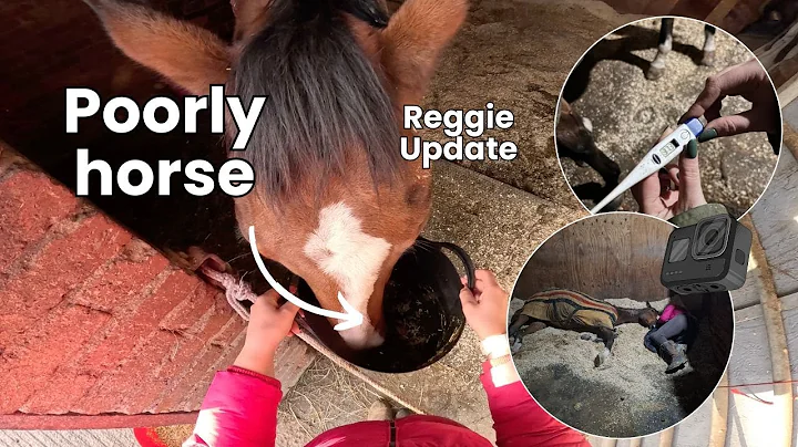 My Morning Routine With A Poorly Horse | Reggie Update | Reggie hasn't been well | Lilscliffe