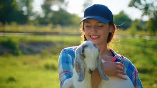 joyful visitor interacts with adorable boer goat at eco friendly cattle farm by TMA WORLD No views 1 month ago 8 seconds