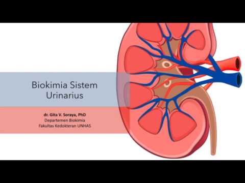 Video: Kesan Translocation Bakteria Pada Parameter Hemodinamik Dan Koagulasi Semasa Transplantasi Hati Penderma Hidup