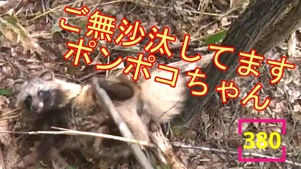 2025.5.17 エゾシカとポンポコちゃん♡ #エゾシカ #タヌキ #380 - YouTube