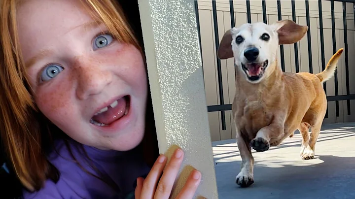 last HiDE n SEEK at our OLD HOUSES!!  Koopa & Olive visit their favorite places from life & parks  