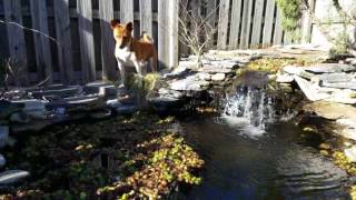 Titan & his fish pond