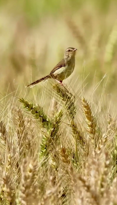 Burung Cisticola juncidis