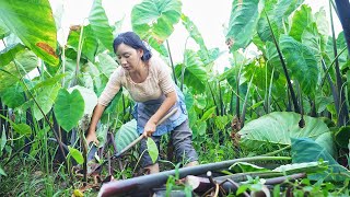 Taro Pork | I love grandma’s Taro with Pork, bringing me back to my most delightful time.【Shen Dan】