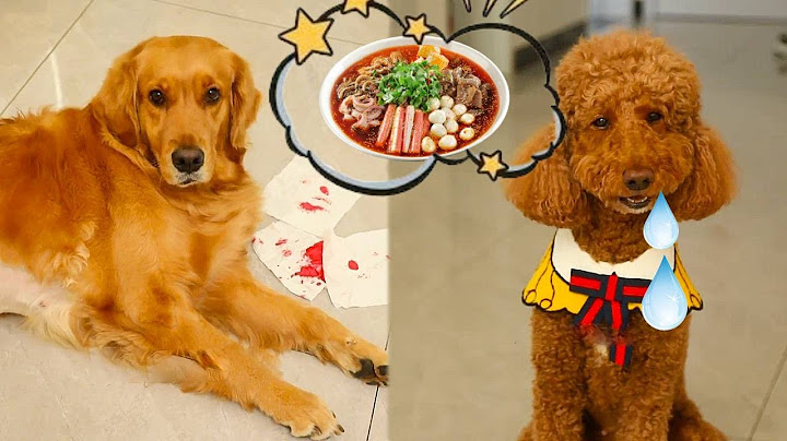Tea milk spitting blood? But Coco is only concerned about its hot pot? It's really heartbreaking! #