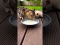 チワワの子犬のミルクをマンチカンが猫パンチして横取りすると・・・