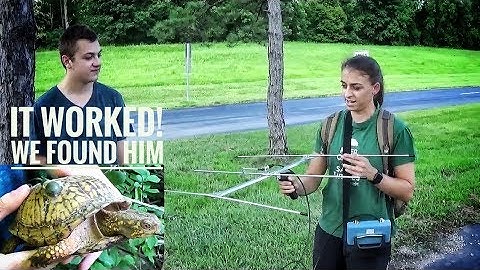 Tracking down Eastern Box Turtles using Radio Telemetry!