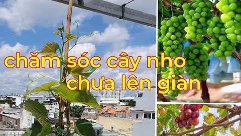 Cách trồng và chăm sóc cây nho trồng chậu từ nhỏ đến 2 tháng, chăm sóc nho giai đoạn chưa lên giàn.