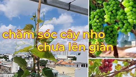 Caây nho trồng chậu bao nhiêu ngày thì bén rex năm 2024