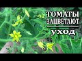 Как я ухаживаю за томатами в начале цветения Агротехника, Подкормки Обработки