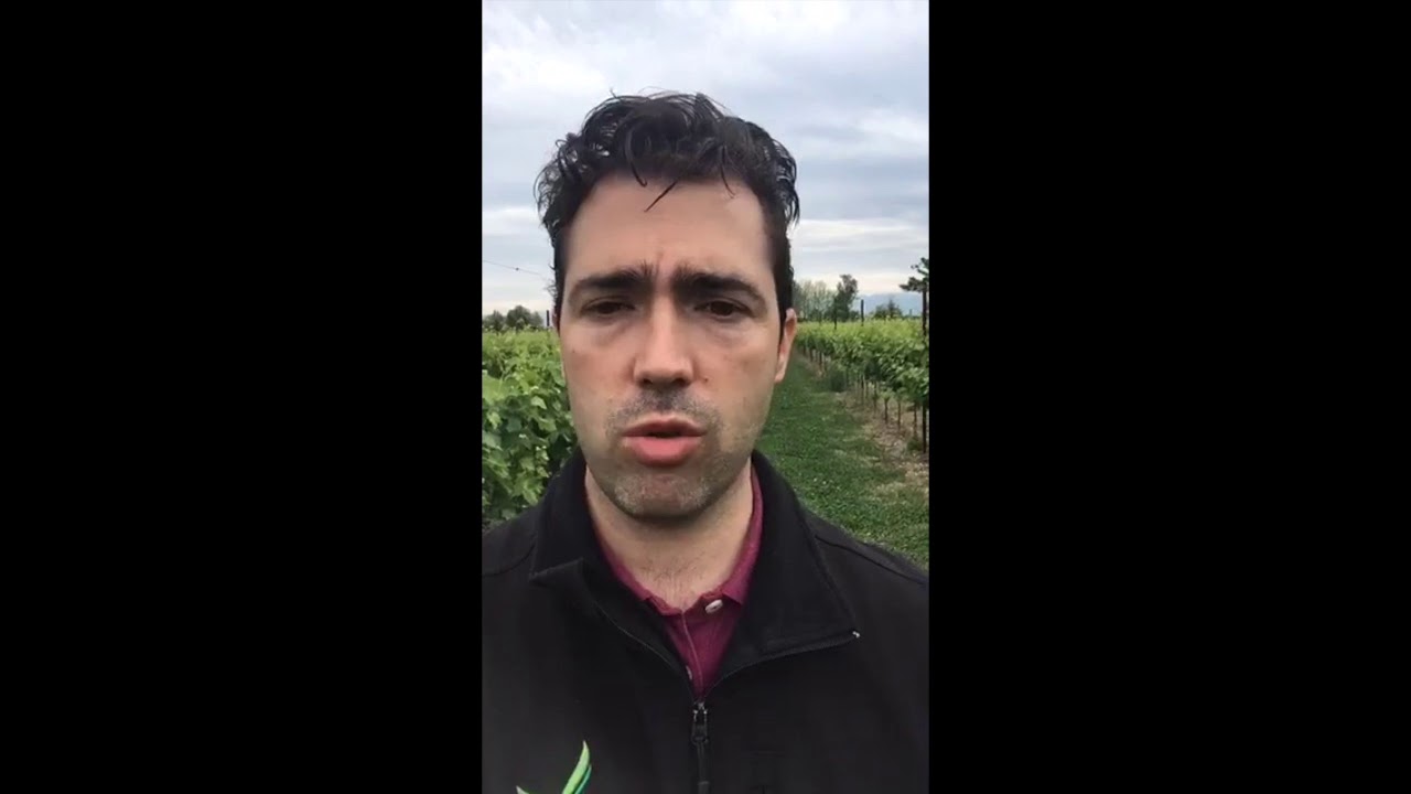 Vite in diretta! Come migliorare fioritura e allungamento rachide