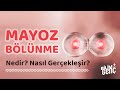 Mayoz blnme nedir nasl gerekleir