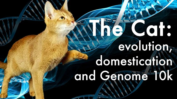 How did cats evolve? - DayDayNews