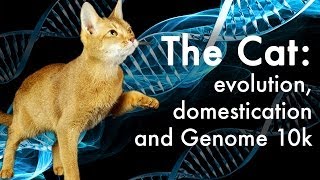 How did cats evolve?