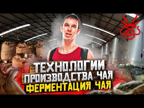 Технология производства и ферментация чая Пуэр.Как делают чай Пуэр. Чай без церемоний Технология производства и ферментация чая Пуэр.Как делают чай Пуэр. Чай без церемоний
